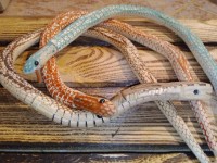 Дерев'яна іграшка Змія. Ручна робота. Натуральне дерево.