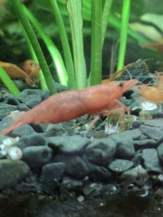 Корм "Корсар" для коропів і карасей донний (для дорослих) 1,0 кг (протеїн, клітковина, вітаміни)