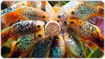 Корм "Корсар" для коропів і карасей донний (для дорослих) 1,0 кг (протеїн, клітковина, вітаміни)