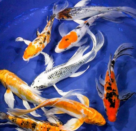 Корм "Корсар" для коропів і карасей донний (для дорослих) 1,0 кг (протеїн, клітковина, вітаміни)