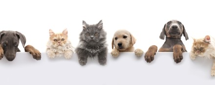 Автоматичний висувний повідець рулетка для прогулянок із собаками 5 м. Якість!