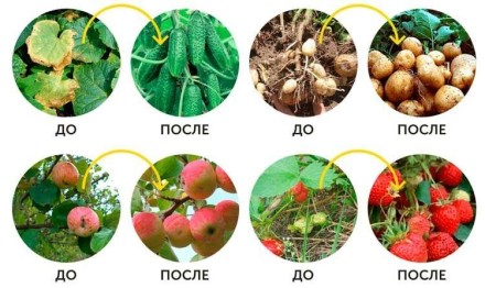 BioGrow Органічний стимулятор природного росту рослин Біогроу. ЖИДКОСТЬ-115m